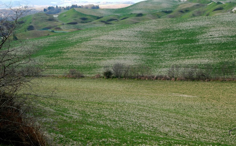 Volterra